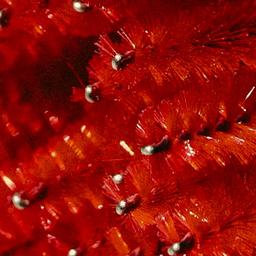 Diamond Holiday Scalpacial Package 